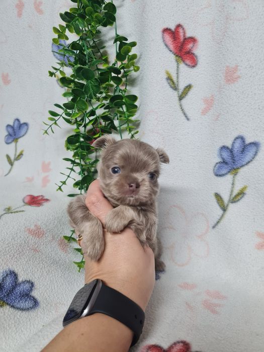 Excelente menino mini chihuahua/chiuaua linhagem Russa.Qualidd