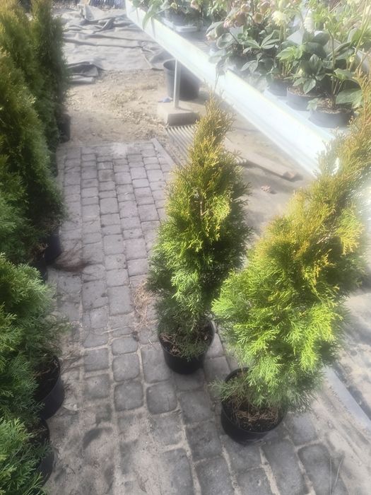Tuje szmaragd 100 cm