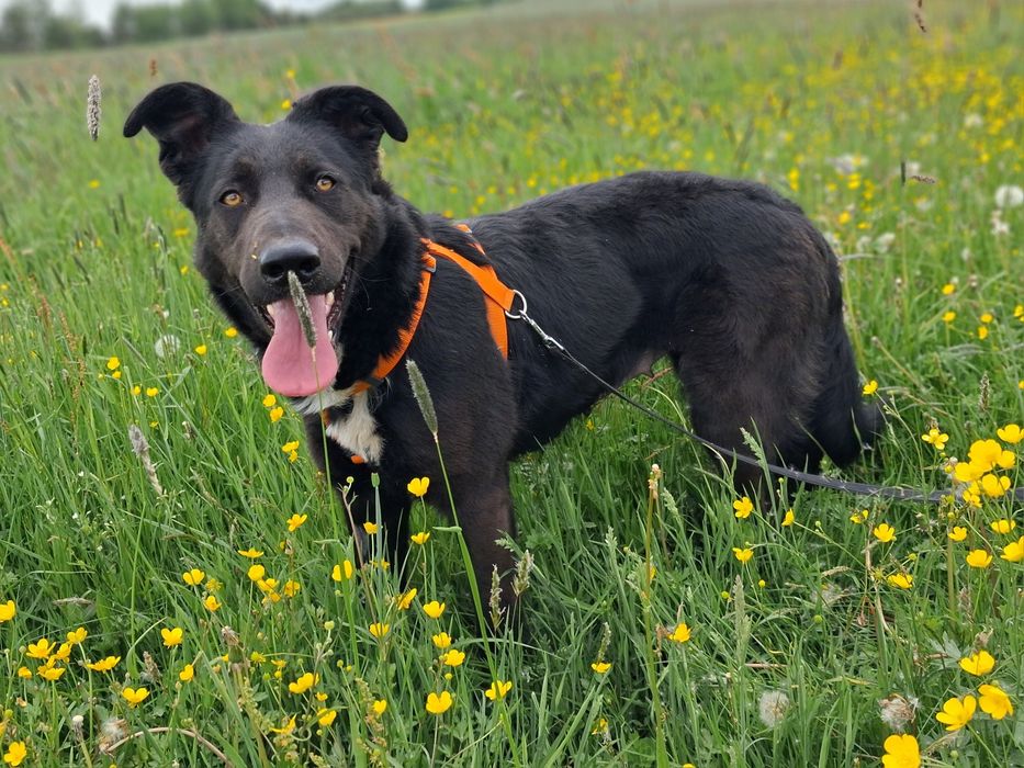 TARA, 1,5 roczna mix owczarek szuka domu