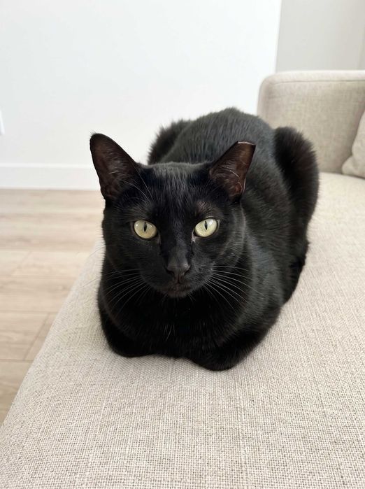 Setúbal / Margem Sul / Lisboa — BLACK, gatinho para adoção