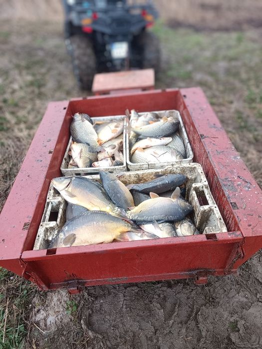 Karp i karaś handlowka oraz narybek Japonki