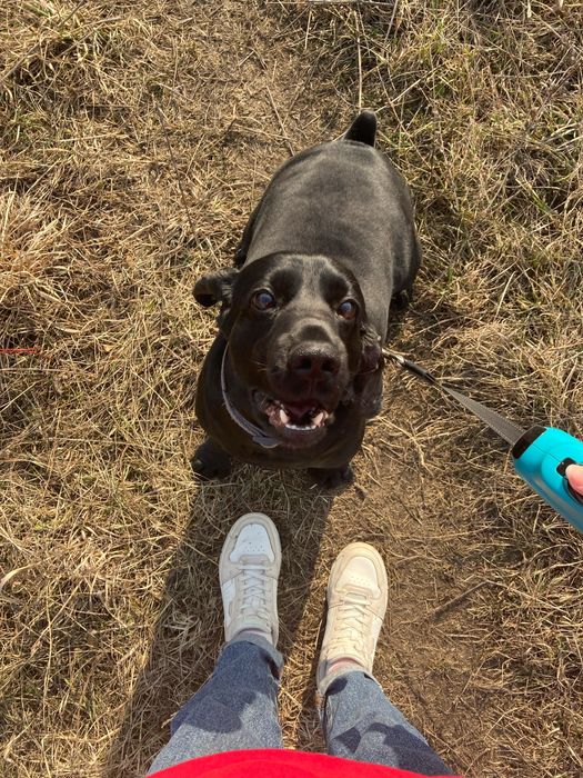 Хлопчик спаніеля шукає собі дівчинку
