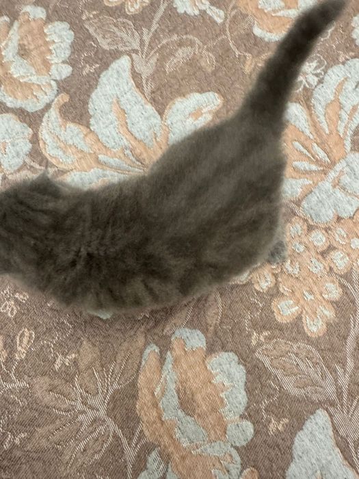 Шотландские  котята