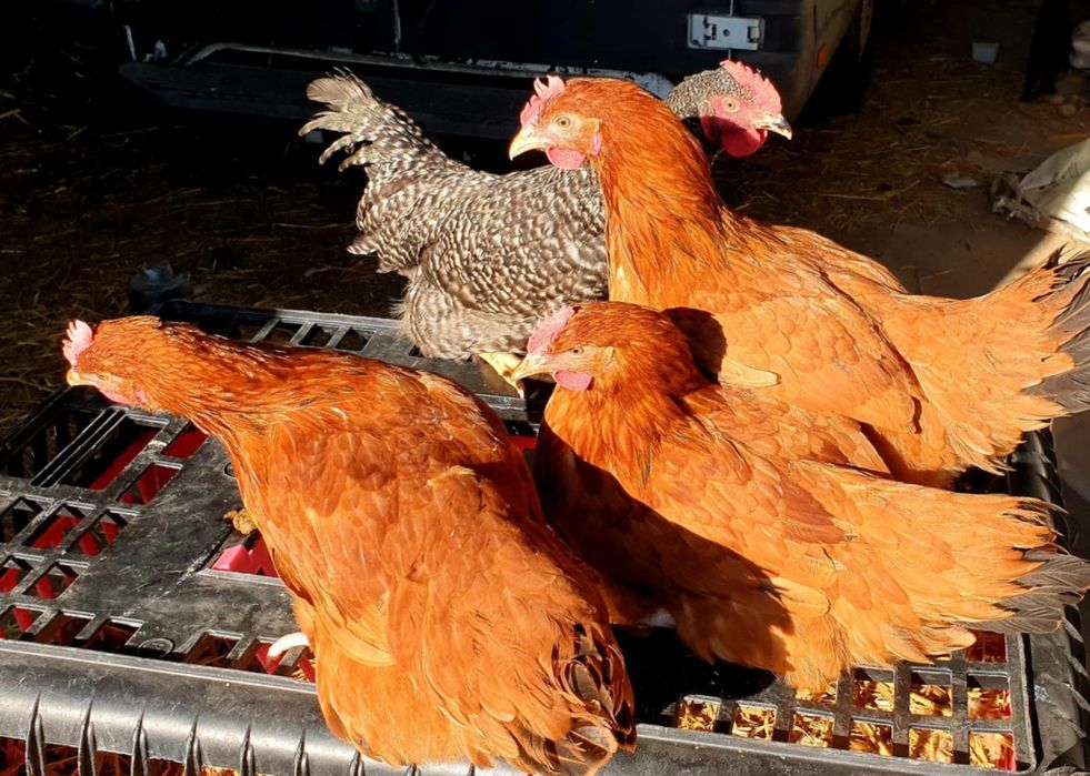 Kury nioski ogólnoużytkowe