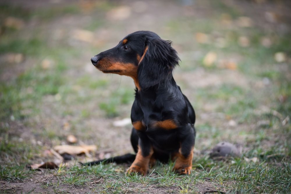 Чоро підпала краса