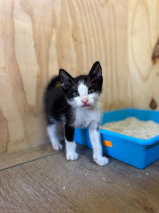 Gatinho para Adoção