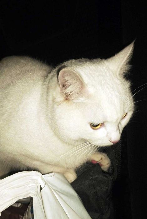 Чудовий котик Сніжок терміново шукає дім, 5 міс, котики, кошеня