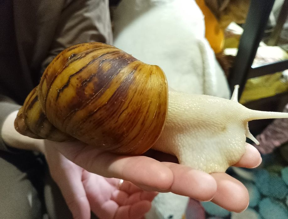 Продам равликів Архахатиніа