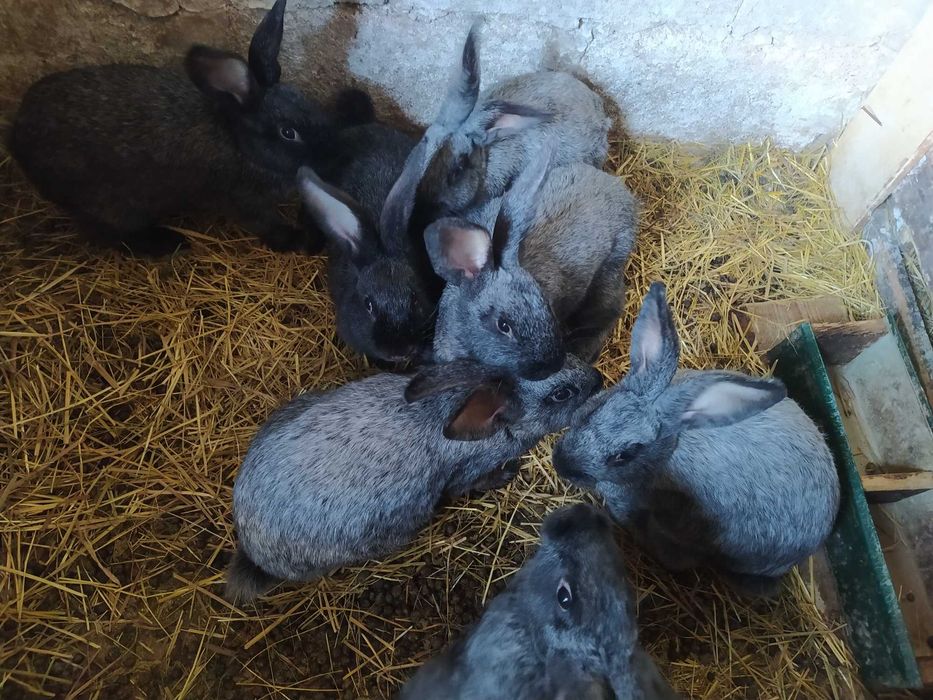 Чиста порода кролів: термондська біла, полтавське срібло, каліфорнія