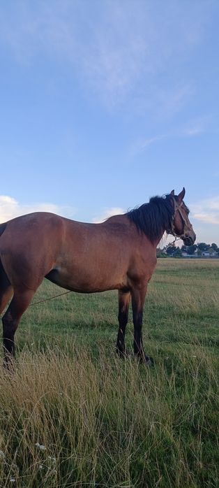 Продам кобилу 8 років