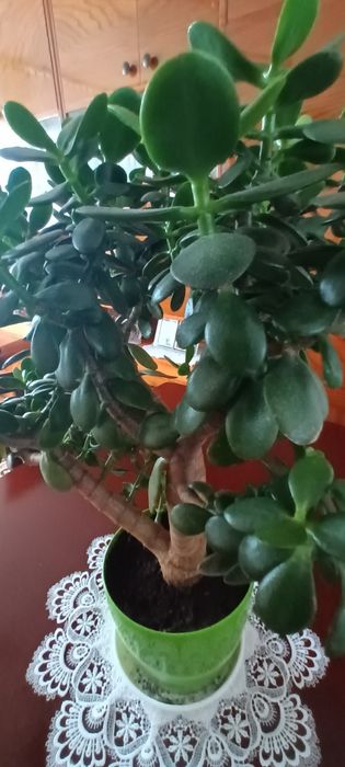 Grubosz, Drzewko Szczęścia