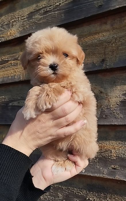 Мальтипу F1 и F2