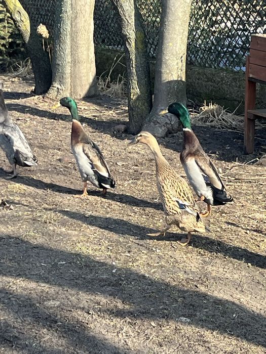 Kaczory biegus indyjski