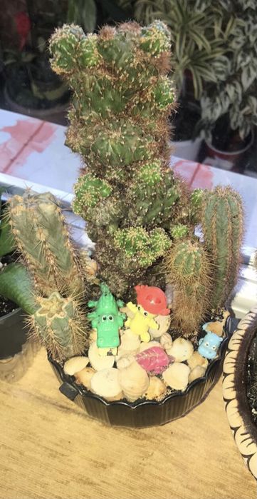 Кактуси різних видів та розмірів