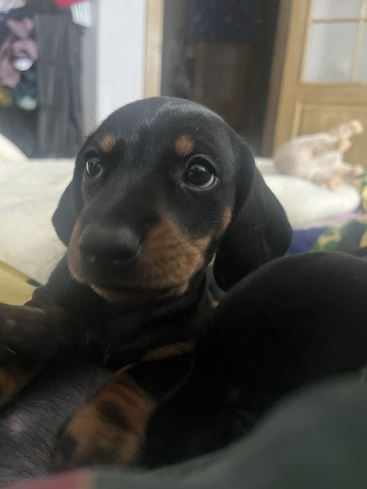 Потужні цуценята таксята