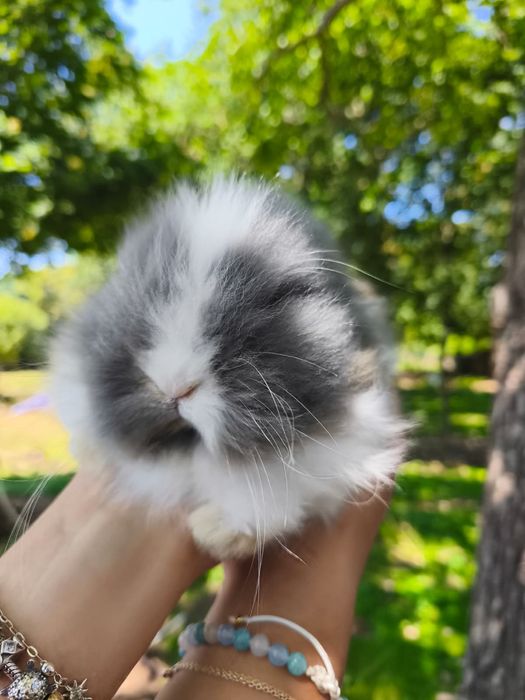 Coelho anão Teddy Dwerg puro.