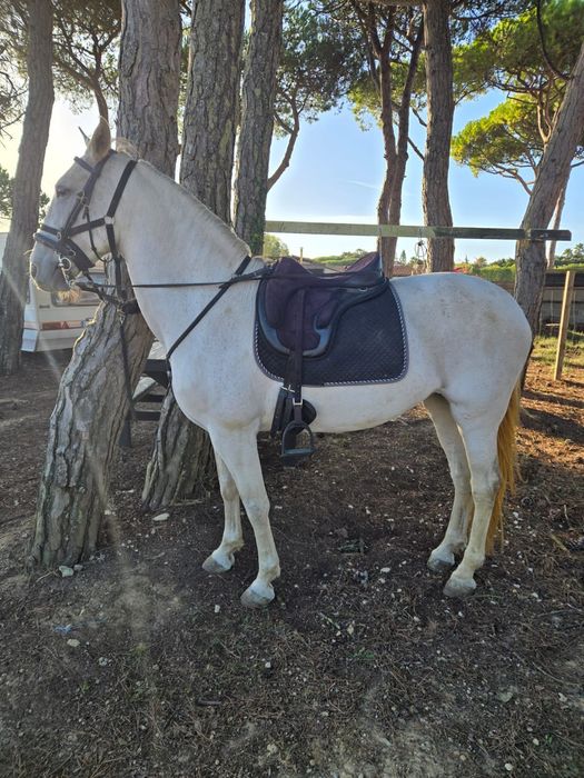 vendo egua livro verde com 8 anos