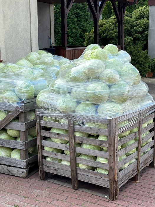 Ziemniaki odmiana DENAR 15kg-15zł