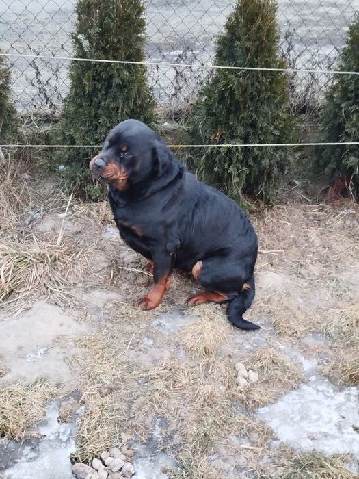 Rottweiler suczka