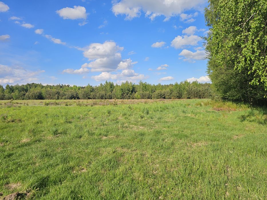 Działki budowlane w otulinie lasów