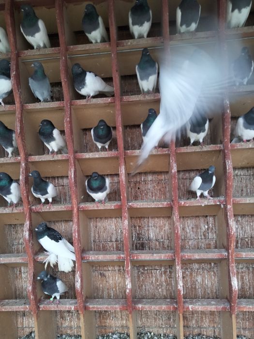 Gołębie sprzedam