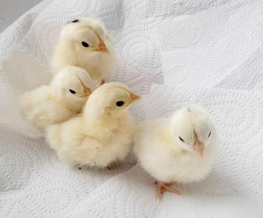 Pisklęta marans araucana silka wayendotte...