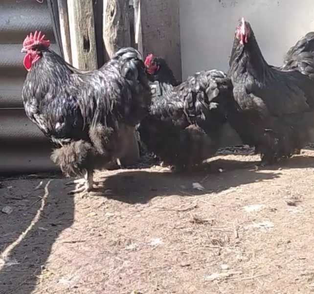 Продам инкубационное яйцо от кур Чёрного Орпингтона, цена за 1 яйцо!