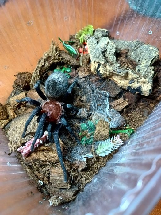 Bumba horrida samica