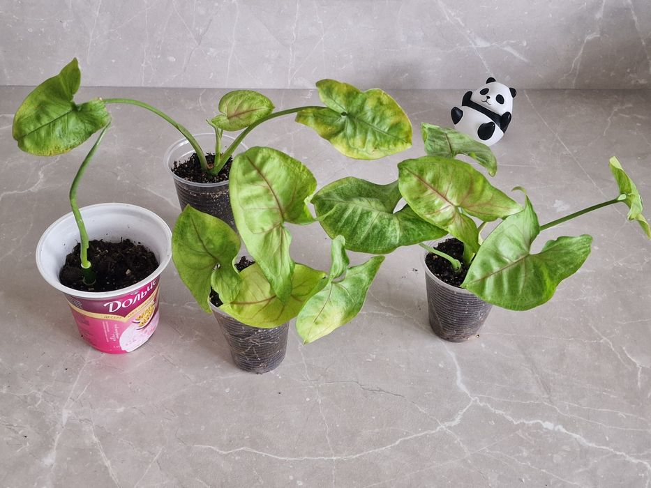 Продам сингониумы