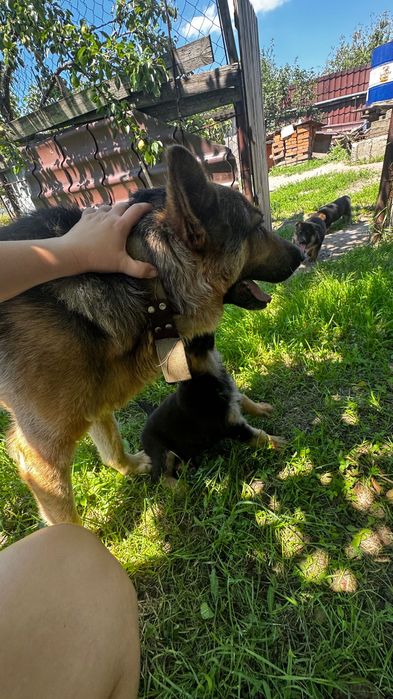 Цуценята Німецької вівчарки