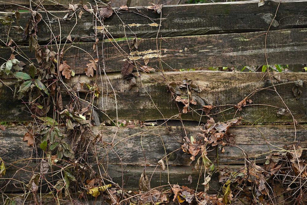 ZEISS Loxia 50mm f/2 Planar T* - відмінна мануальна 50-ка для Sony E