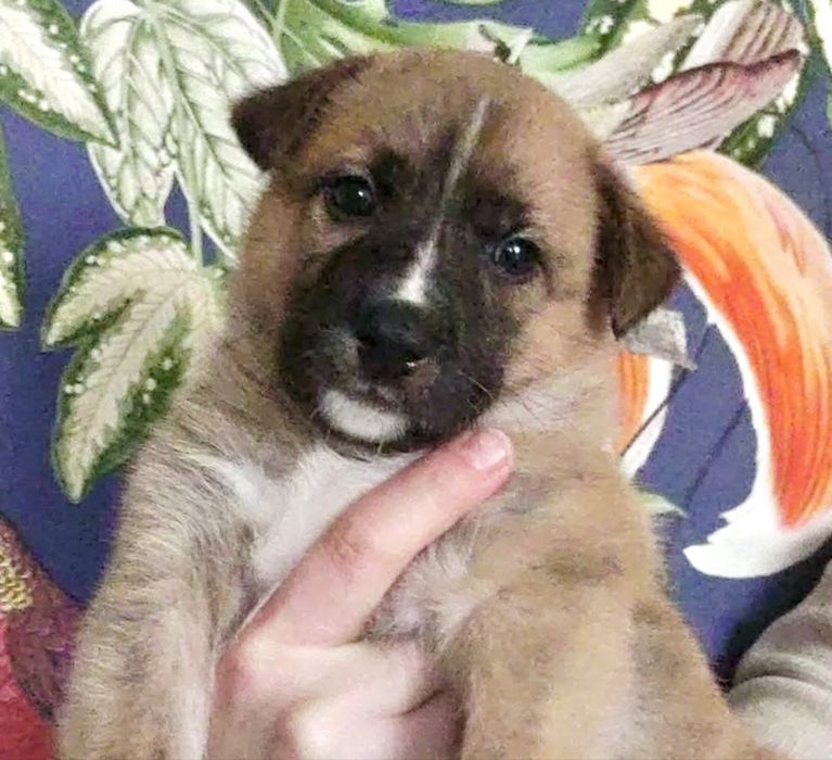 Szczeniaczki  5 tygodni. Ojciec labrador.