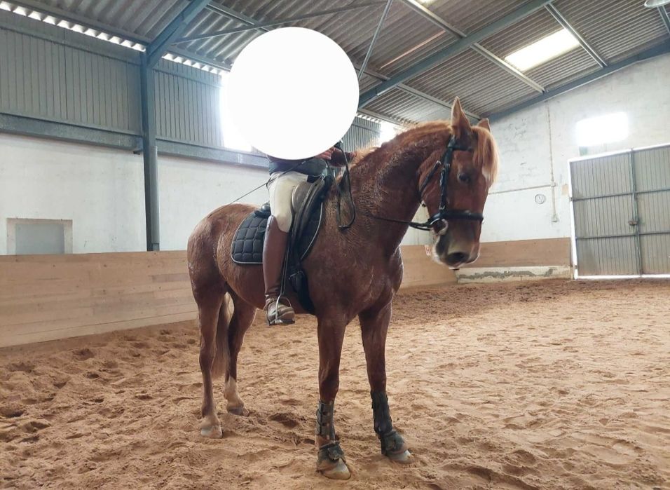 Cavalo cruzado para venda