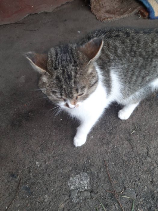 Кішечка кошеня дівчинка