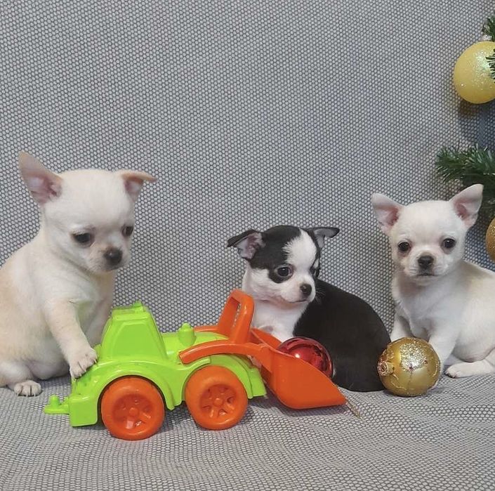Красені та красуні. Малюки Чихуахуа.