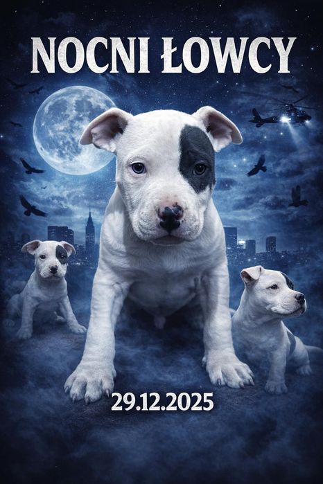 American staffordshire terrier amstaff