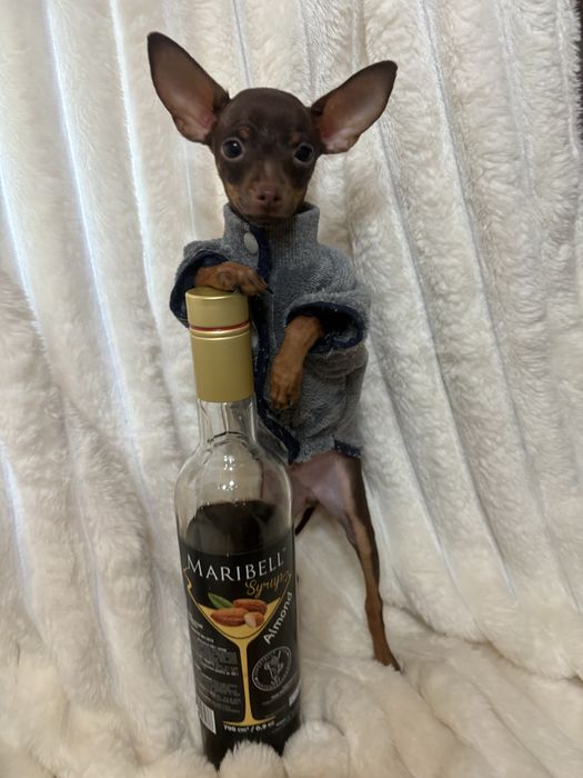 Пропоную міні хлопчика той терʼєра