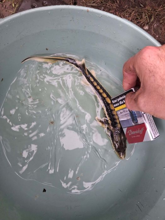 Karaś złota sandacz karp koi amur jesiotr