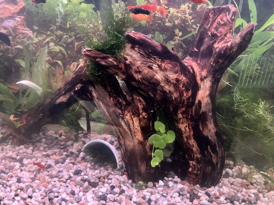 Korzen do akwarium