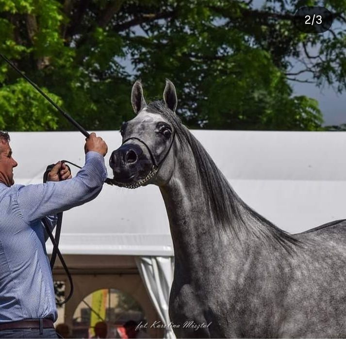 Klacz czystej krwi arabskiej