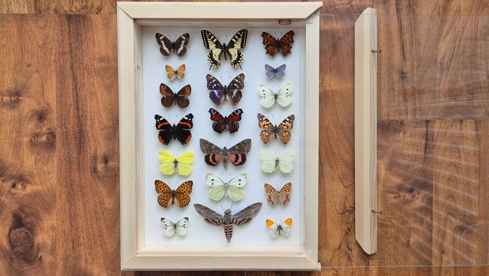 Gablotka motyle ćmy krajowe Papilio machaon i inne na ścianę