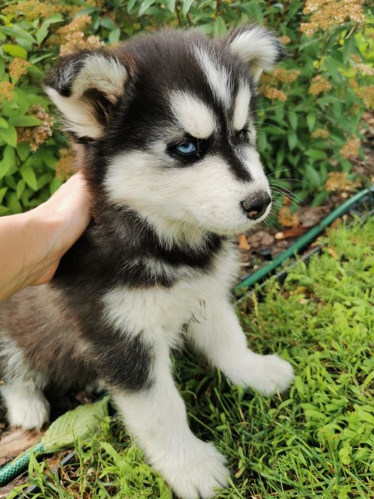 Szczeniaki Syberian Husky ur 25.05  gotowe do odbioru!