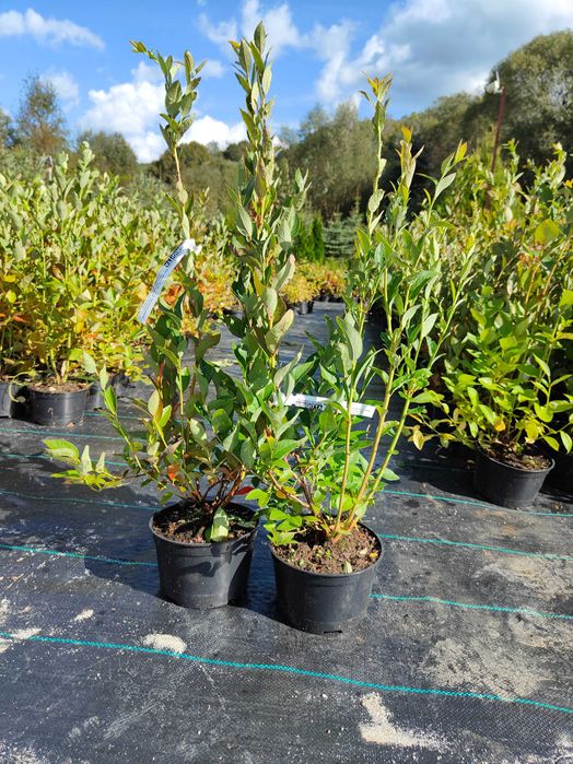 Duke !Sadzonki Borówki Amerykańskiej!4 LETNIE! Pod nadzorem Inspekcji