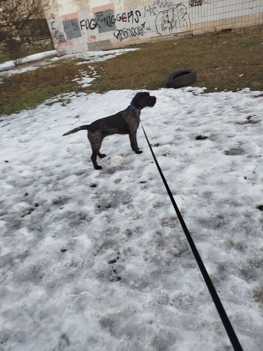 Собака хорошая красивая