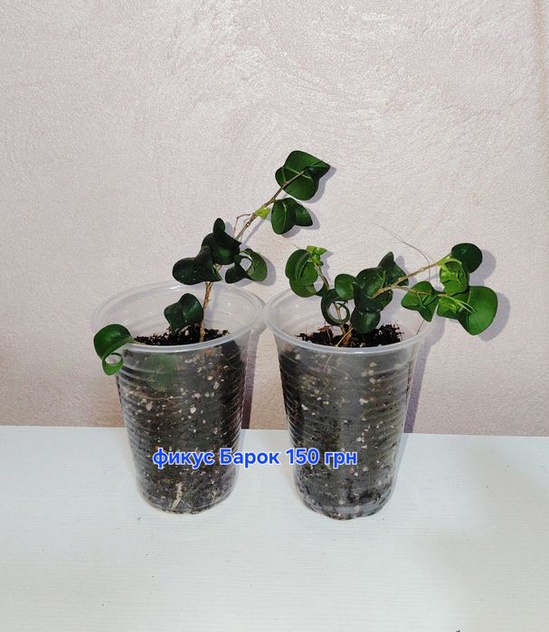 Продам набор фикусов