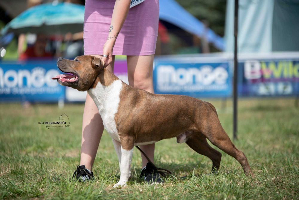 В'язка амстаффа. Американський стафордширський тер'єр, стафф, amstaff.