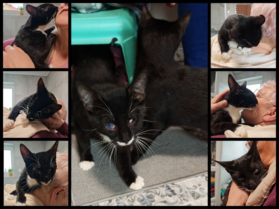 Wyjątkowe kociaki do adopcji