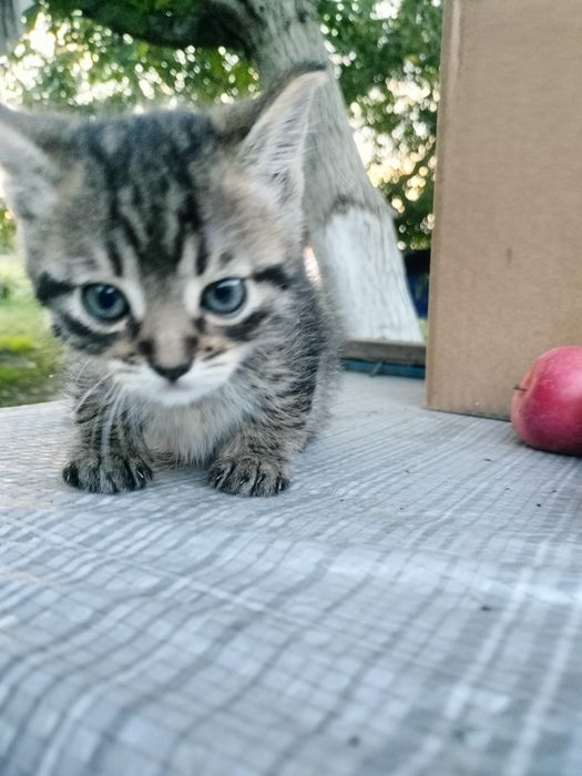 Котик вихований 1,5