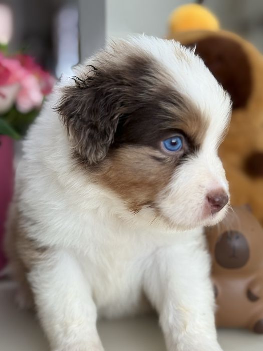 Міні ауссі ( Мініатюрна Американська вівчарка)