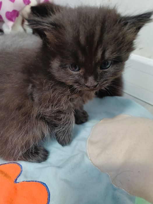 Kocurek syberyjski rezerwacja